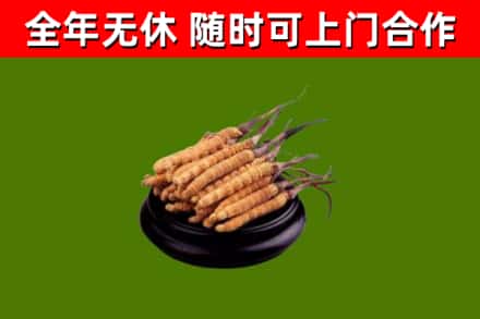 宁都回收散虫草